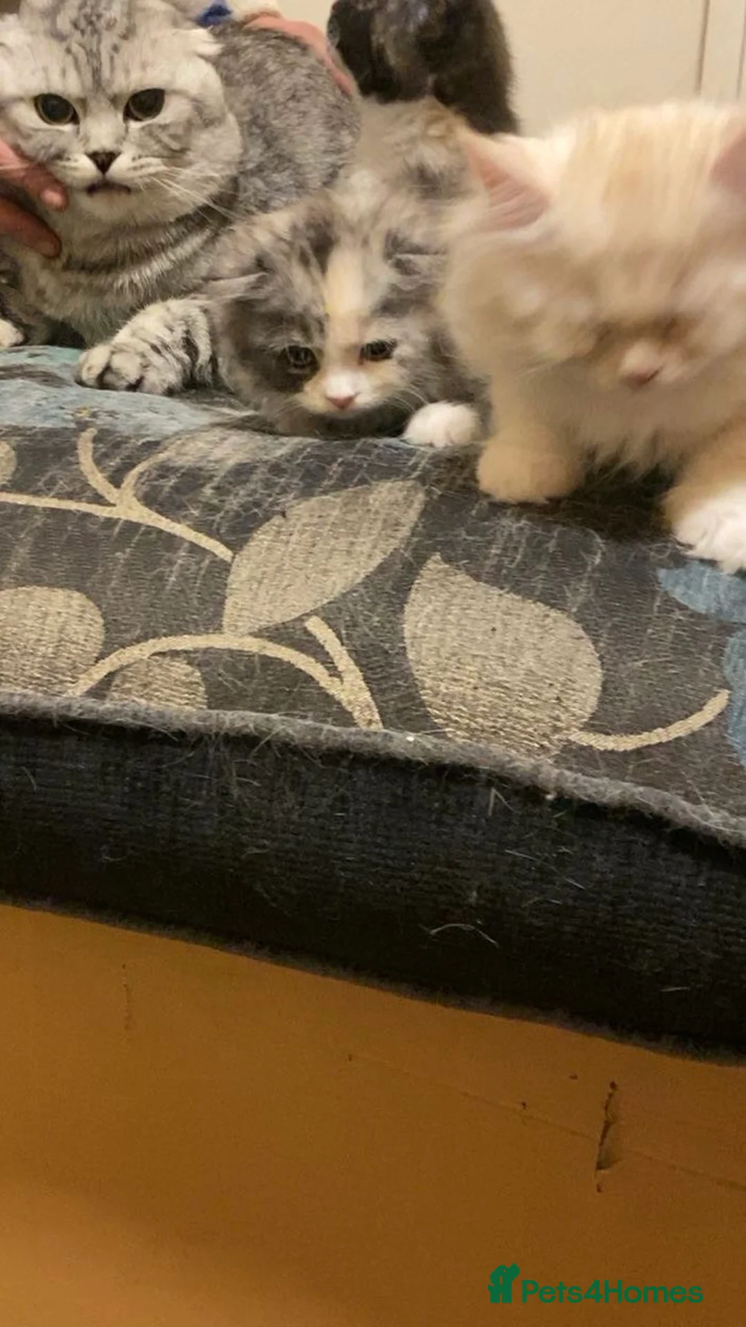 Scottish Fold cats for sale: 2 Cute Scottish Fold Kittens Ready To leave now🏡 - Advert 19