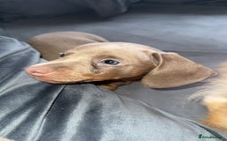 Miniature Dachshund dogs for sale: Male miniature dachshund  - Image 5