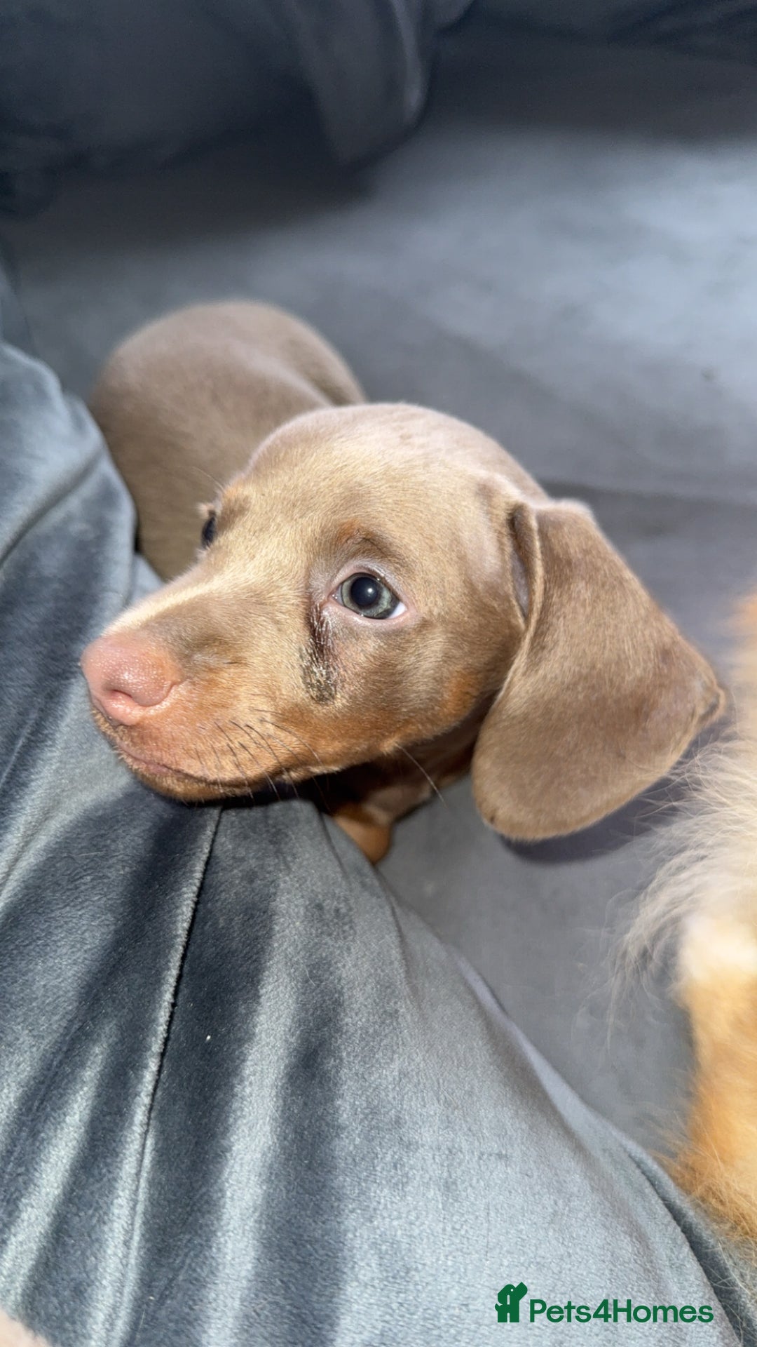 Miniature Dachshund dogs for sale: Male miniature dachshund  - Image 5