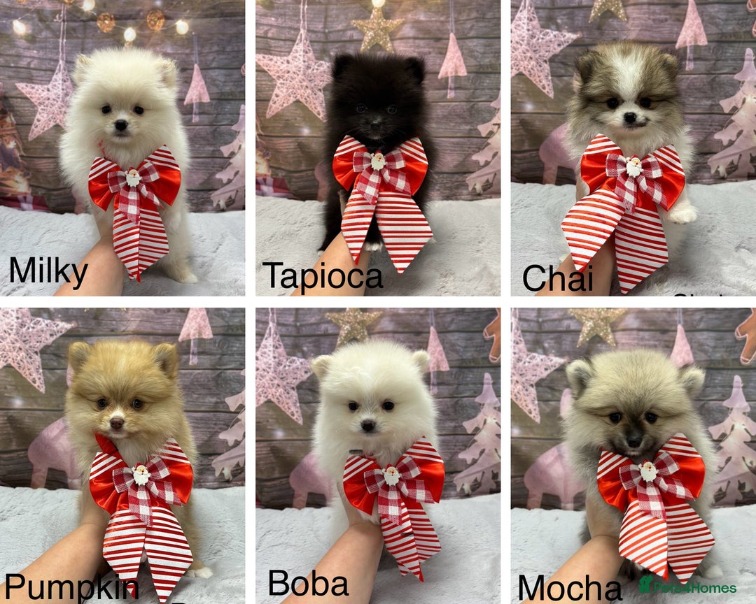 Pomeranian dogs for sale: Last Boy left! Pomeranian Pup - Advert 5