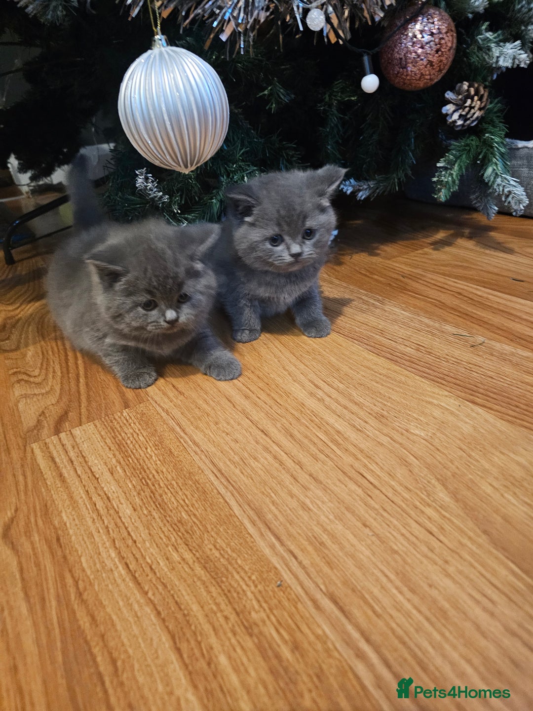 British Shorthair cats for sale: British shorthair kittens  - Advert 6