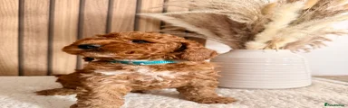 Cockapoo 1