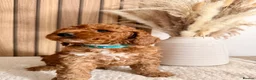 Cockapoo dogs for sale: F1B Red cockapoo puppies  in Bridgend - Advert 3