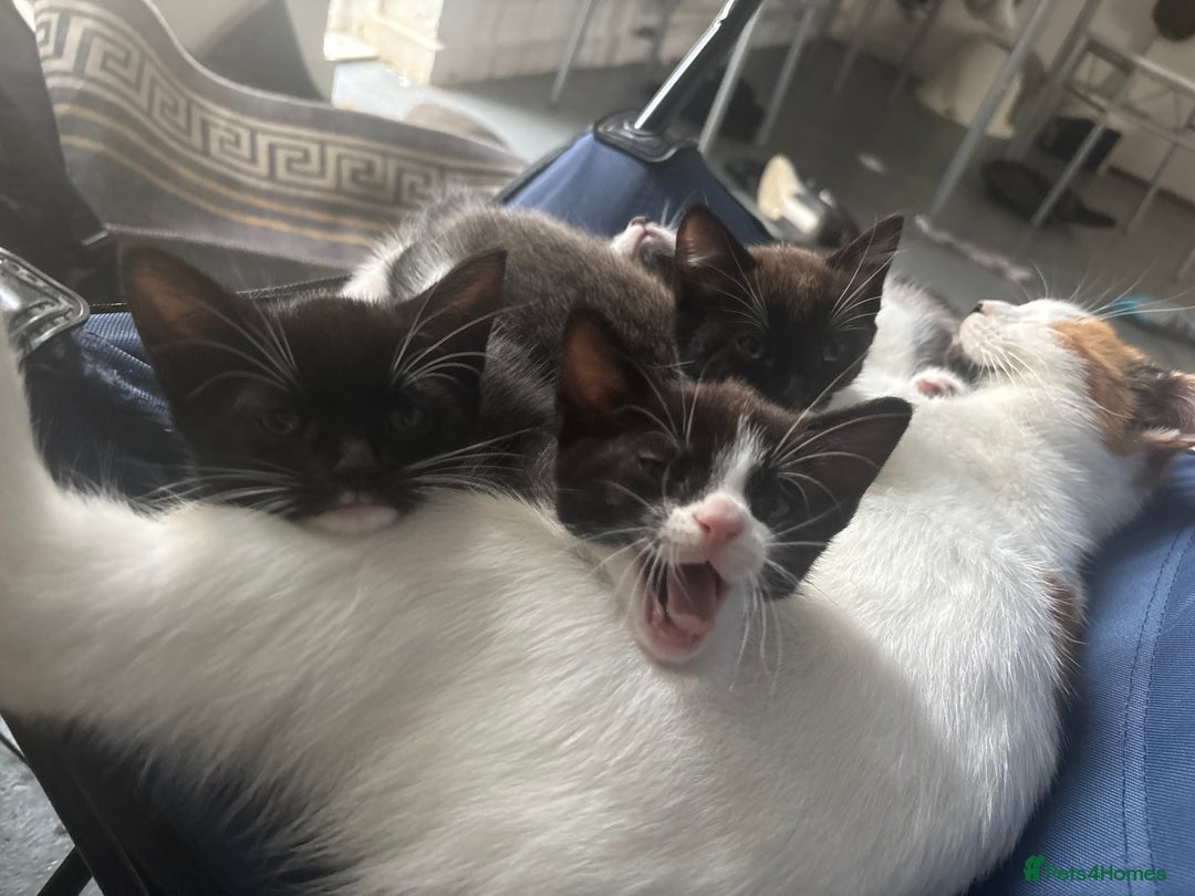 Mixed Breed cats for sale: Kitties for homes - Image 2