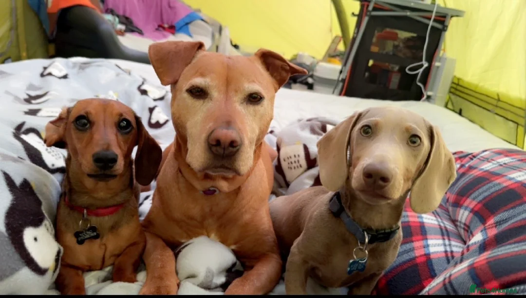 Miniature Dachshund dogs for sale: Smooth haired mini dachshunds  - Advert 15