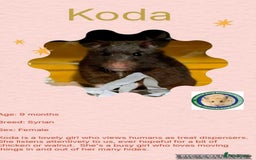 Hamster rodents for sale: Hamsters for adoption  - Image 4