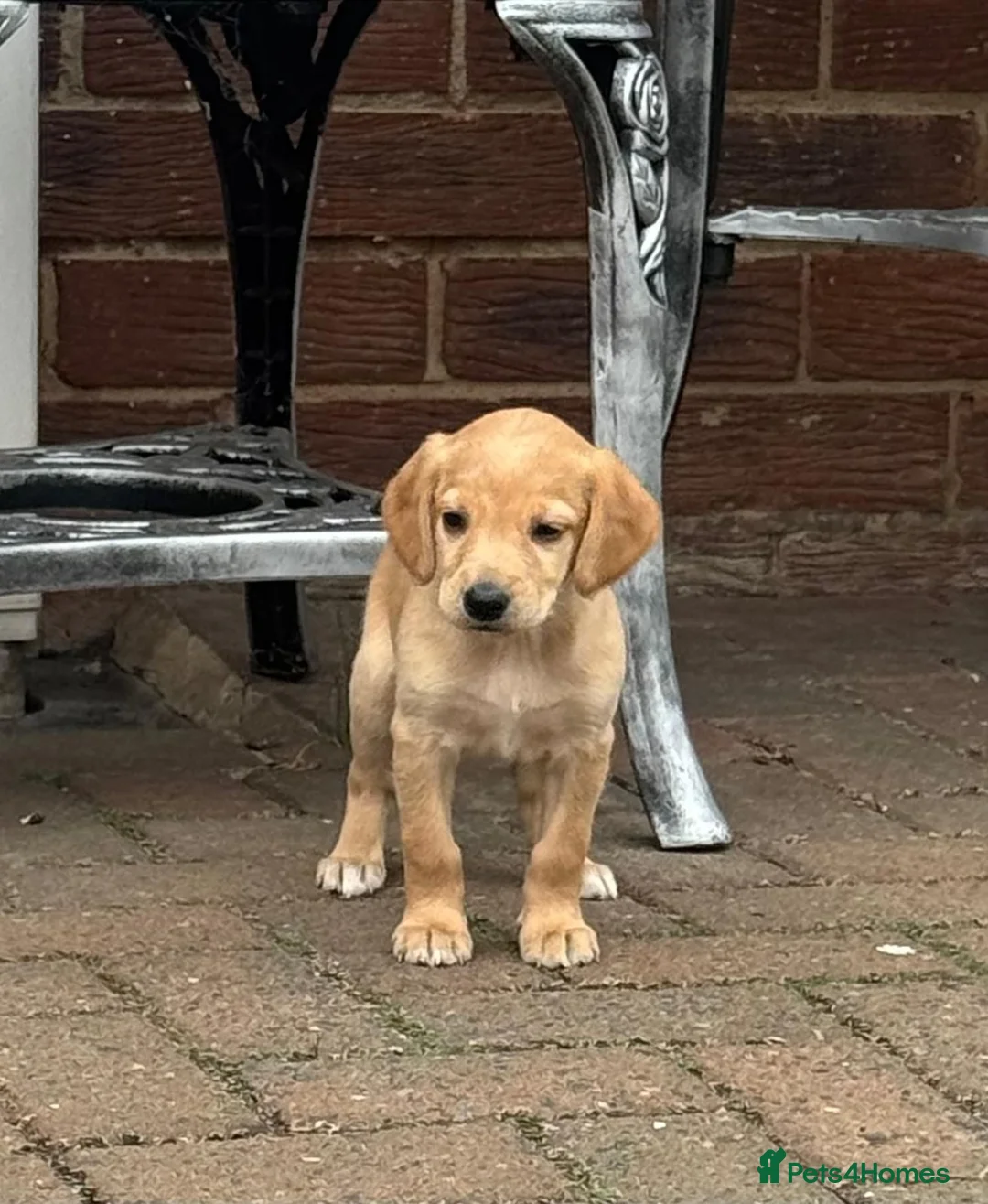 Mixed Breed dogs for sale: Cocker spaniel x lurcher in Darlington - Advert 9
