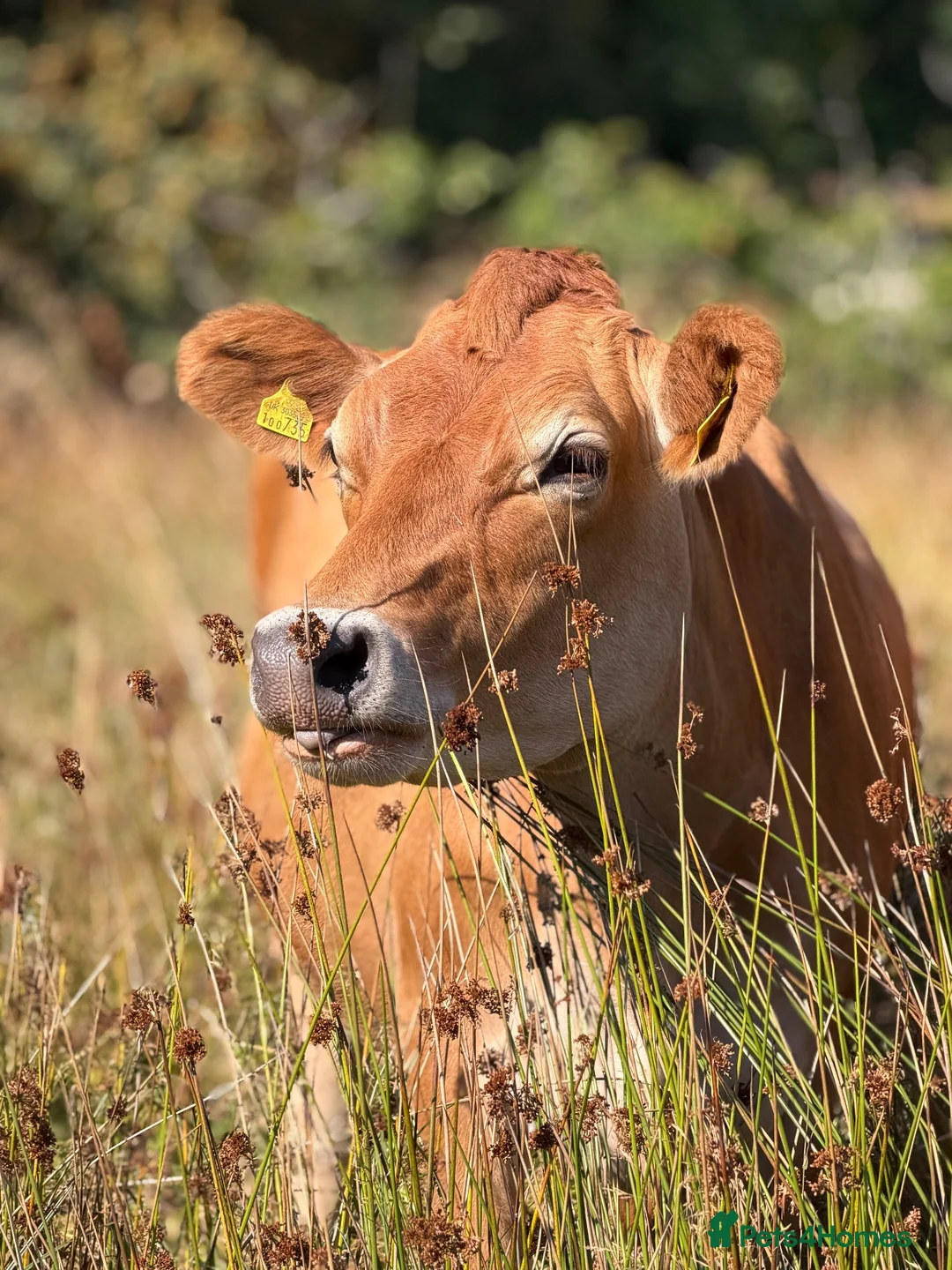 Cows & Bulls livestock for sale: Jersey cow and two Hereford X, 1 with calf at foot - Advert 1