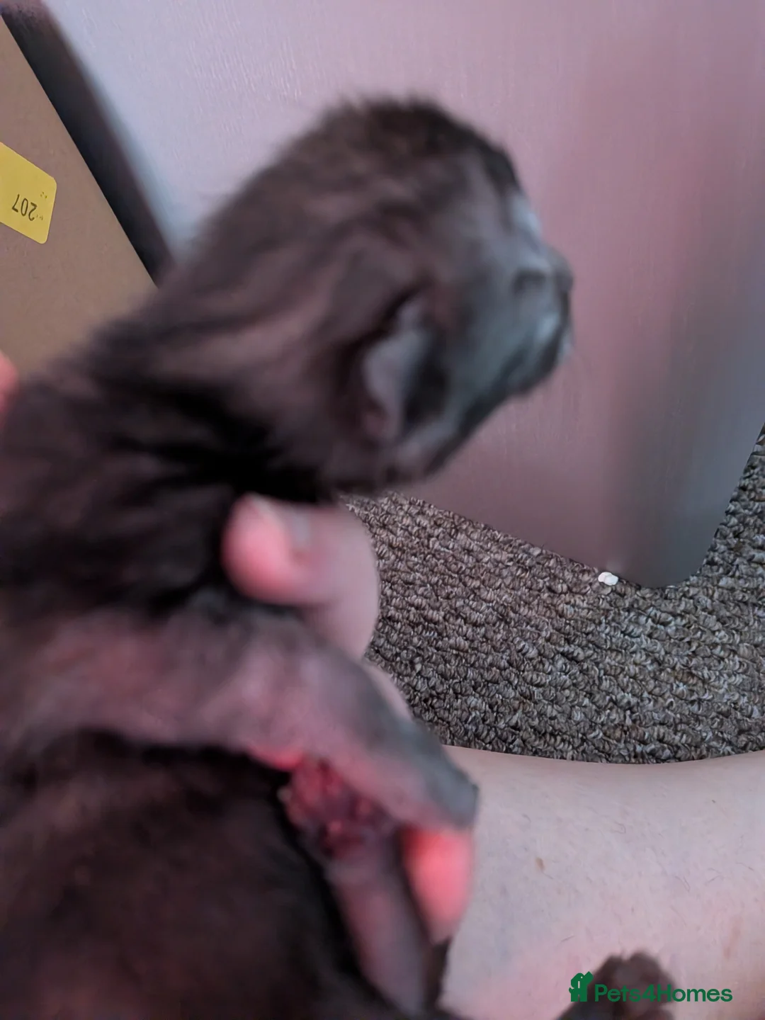 Mixed Breed cats for sale: Kittens in Plymouth - Advert 2