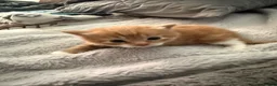 British Shorthair cats for sale: Beautiful ginger kitten  - Advert 8