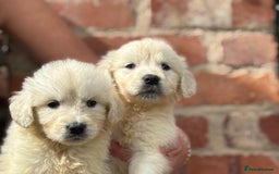 Golden Retriever dogs for sale: Reduced to find them there forever homes   - Image 22