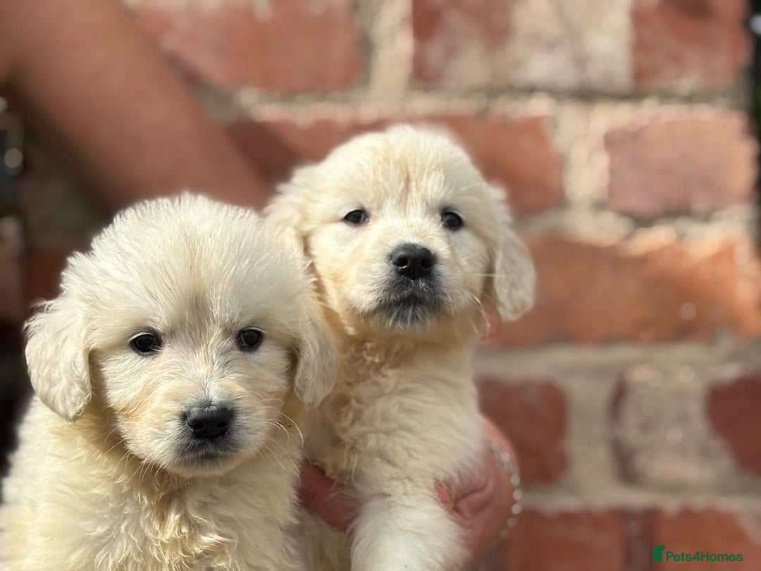 Golden Retriever dogs for sale: Reduced to find them there forever homes   - Image 22