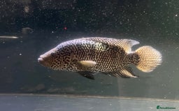 Other/Mixed Breed fish for sale: Predatory fish  - Image 8
