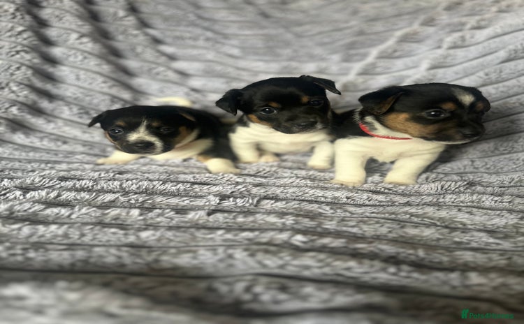 Jack Russell dogs - Advert 9