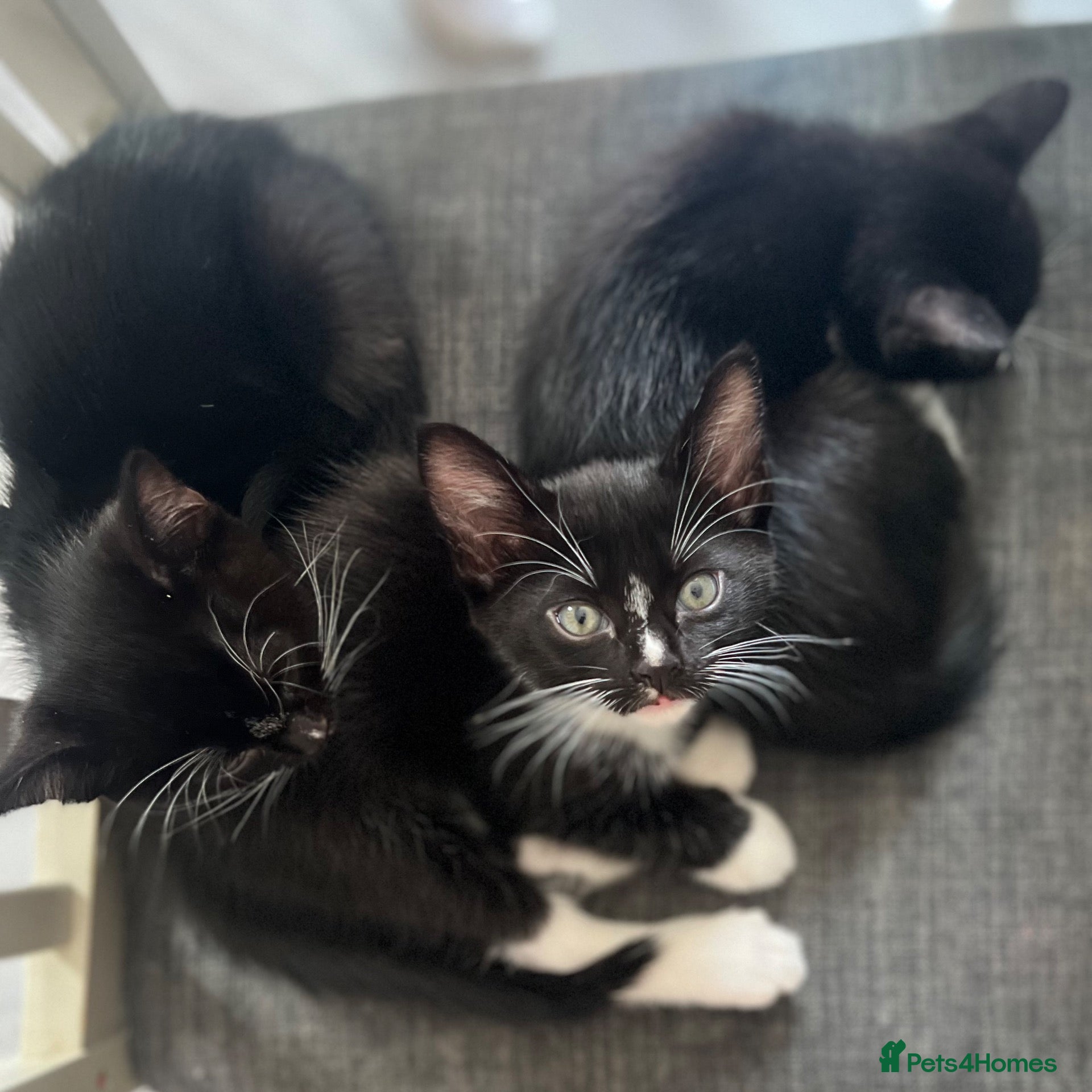 Burmese cats Burmese x kittens - Advert 4