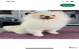 Pomeranian dogs for sale: 5⭐️ 🏆 champion bloodline Pomeranians  - Image 15