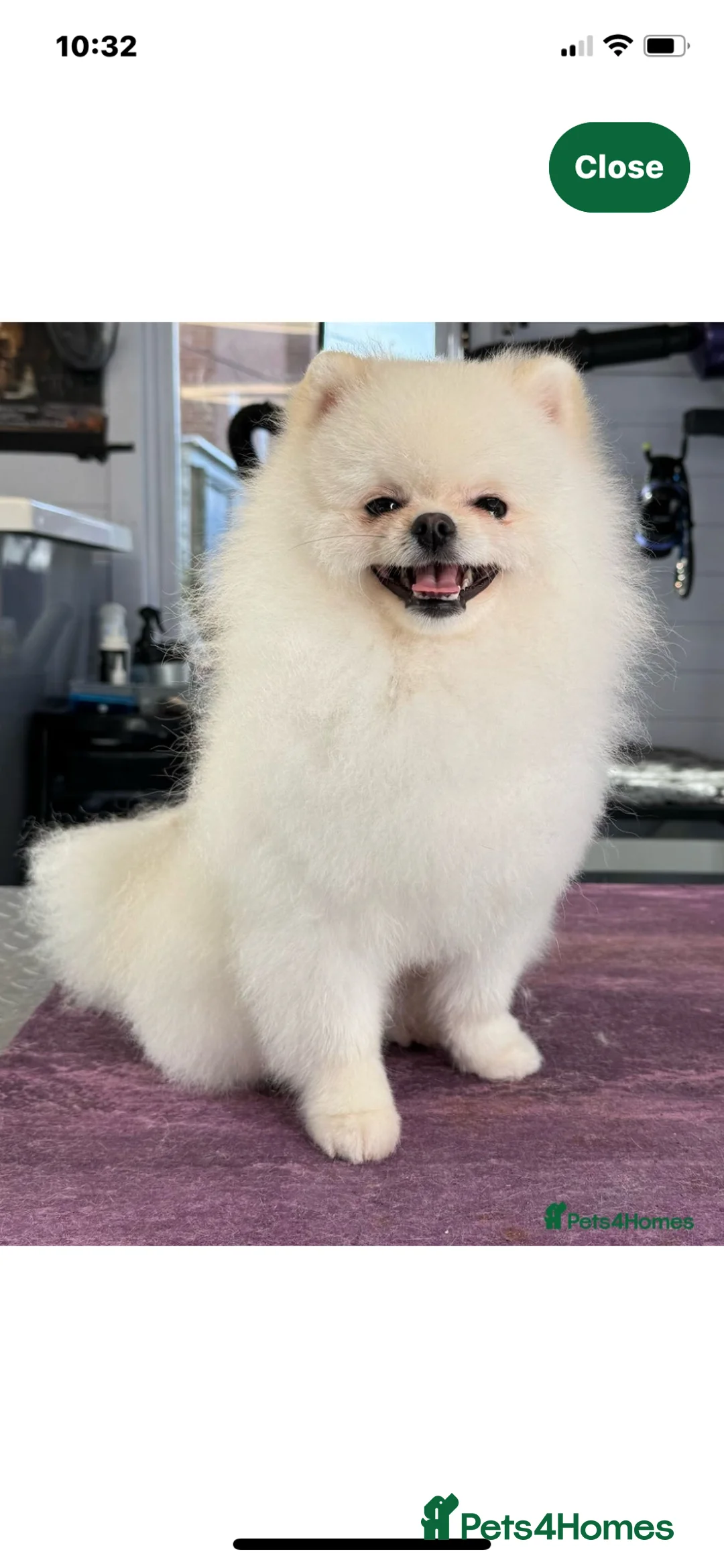 Pomeranian dogs for sale: 5 Generation champion Russian bloodline - Advert 18