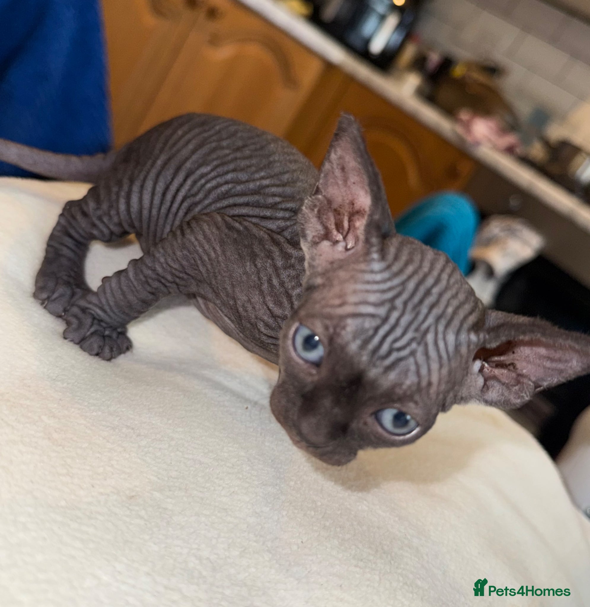 Sphynx cats Beautiful Spynx kittens 3 girls left - Advert 6