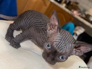 Sphynx cats Beautiful Spynx kittens 3 girls left - Advert 6
