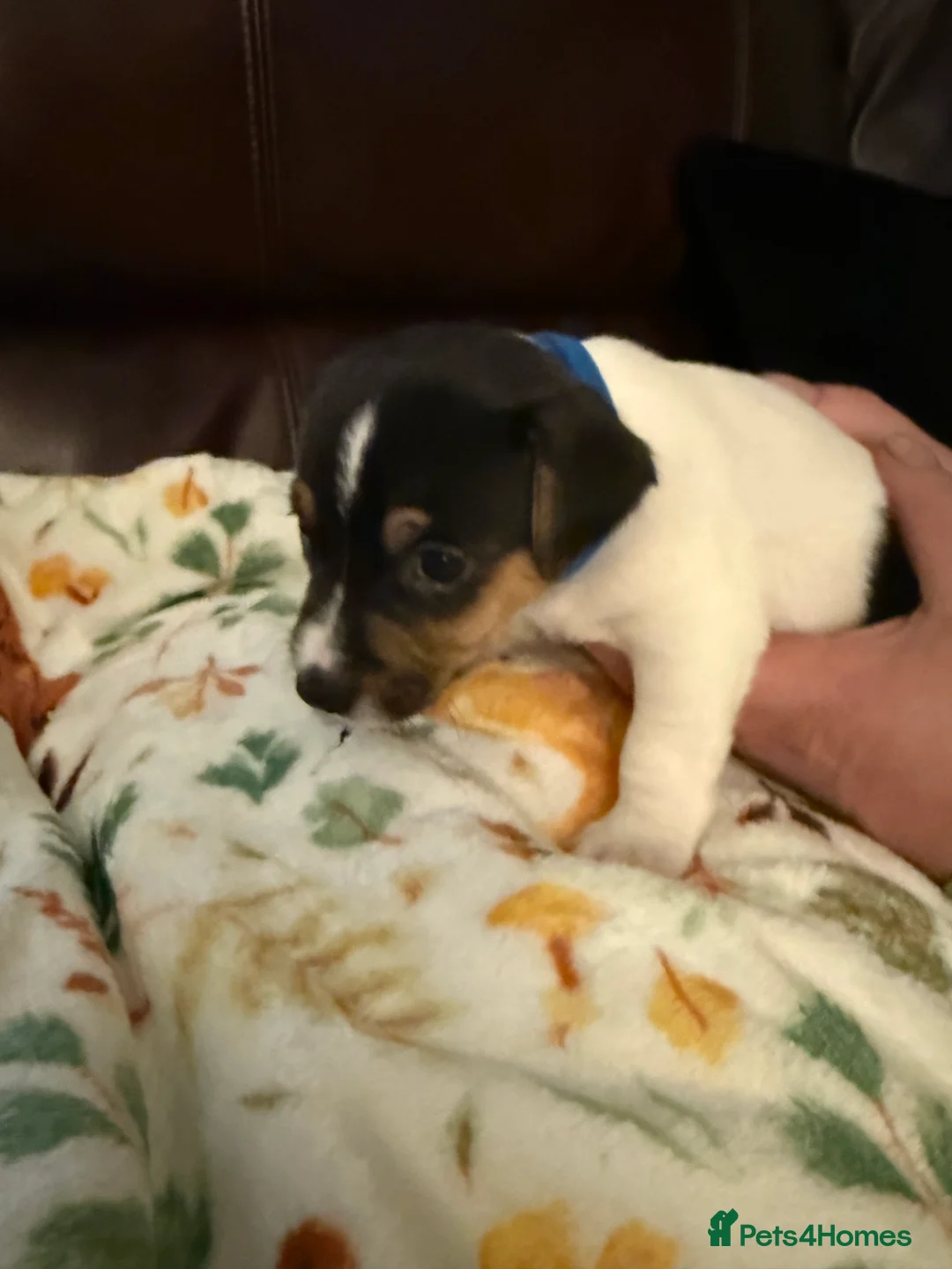 Jack Russell dogs for sale: Jack Russell Pups - Advert 18