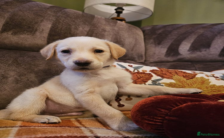 Labrador Retriever dogs - Advert 2