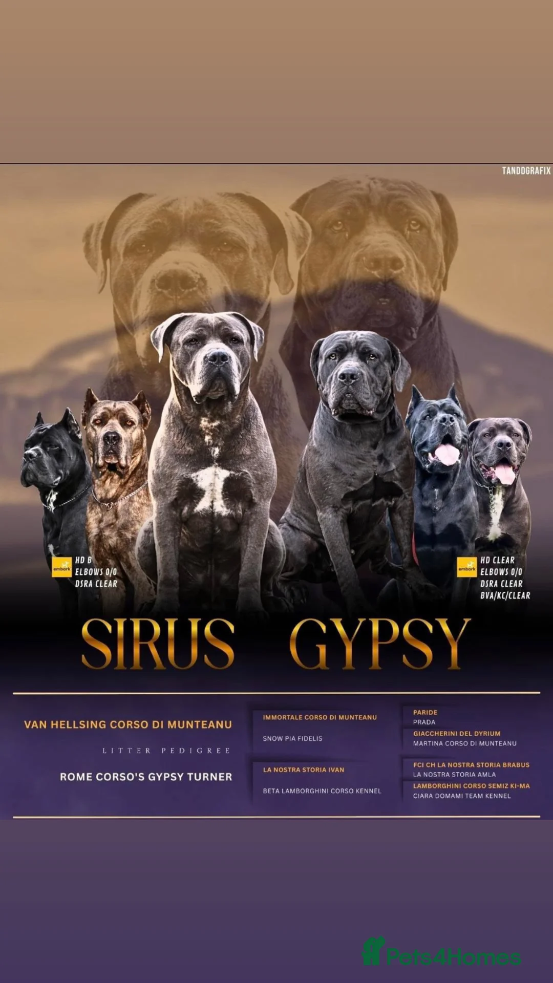 Cane Corso dogs for sale: Cane corso puppies  in Manchester - Advert 1