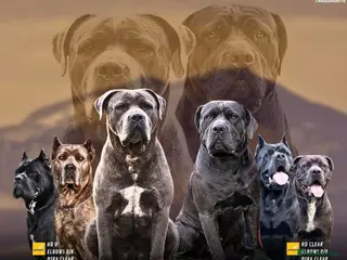 Cane Corso dogs Cane corso puppies - Advert 1