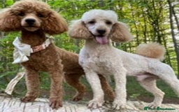 Miniature Poodle dogs for stud: Deep Red Miniature Poodle Stud   in Romford - Image 3