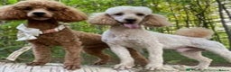 Miniature Poodle dogs for stud: Deep Red Miniature Poodle Stud   - Advert 3
