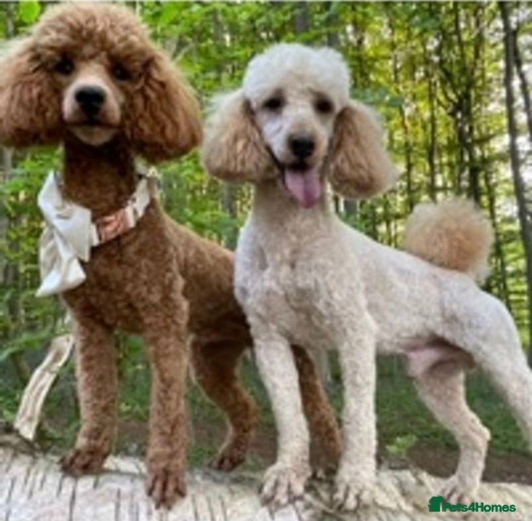 Miniature Poodle dogs for stud: Deep Red Miniature Poodle Stud   in Romford - Image 3