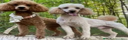 Miniature Poodle dogs for stud: Deep Red Miniature Poodle Stud   - Advert 3