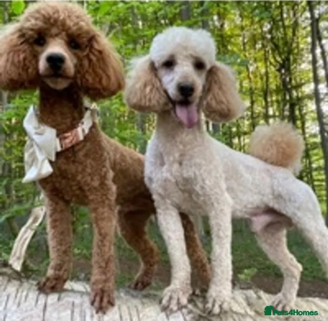 Miniature Poodle dogs for stud: Deep Red Miniature Poodle Stud   - Advert 3