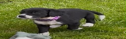 Cockerdor dogs for sale: Working Cockador Pups chocolate black white  - Advert 5