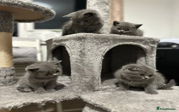 British Shorthair cats for sale: British Shorthair/Scottish Fold Kittens for sale - Image 1