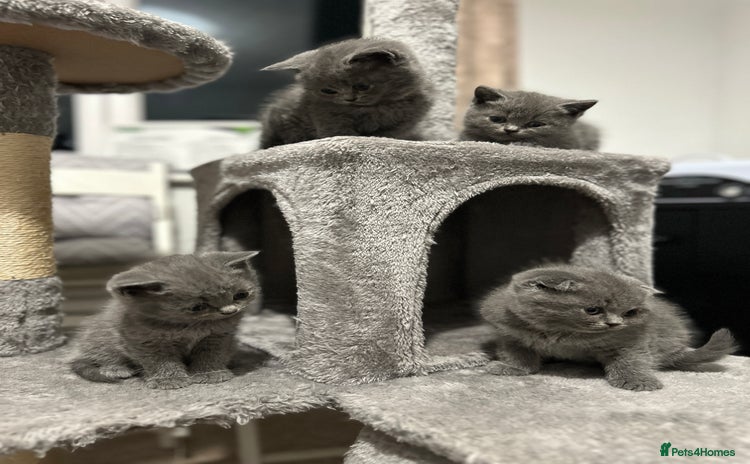 British Shorthair cats - Advert 11