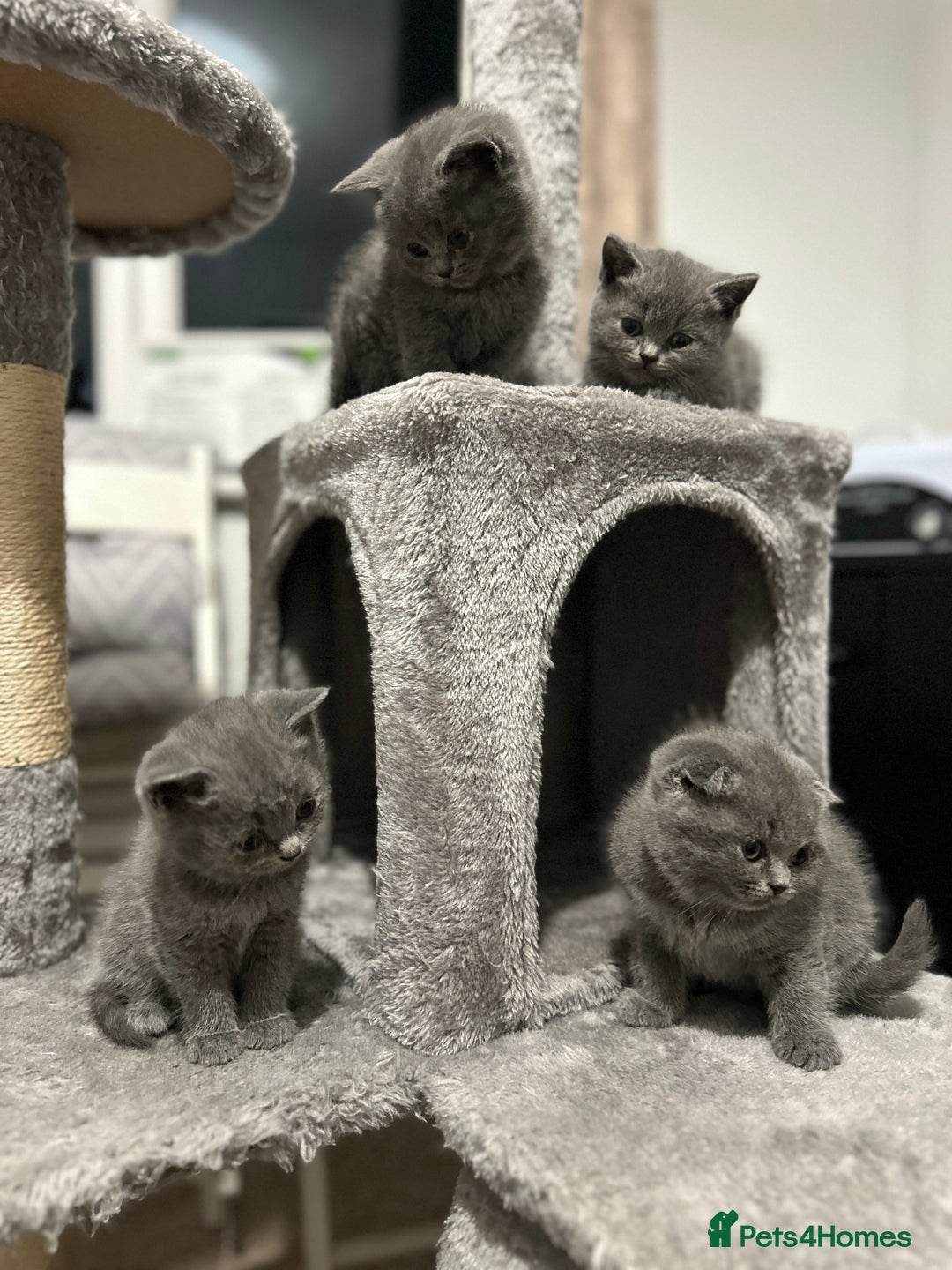 British Shorthair cats for sale: British Shorthair/Scottish Fold Kittens for sale - Image 1