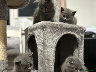 British Shorthair cats - Advert 21