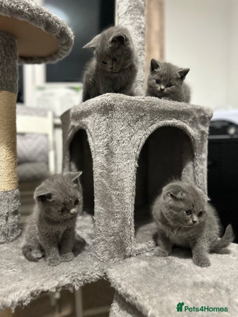 British Shorthair cats - Advert 2