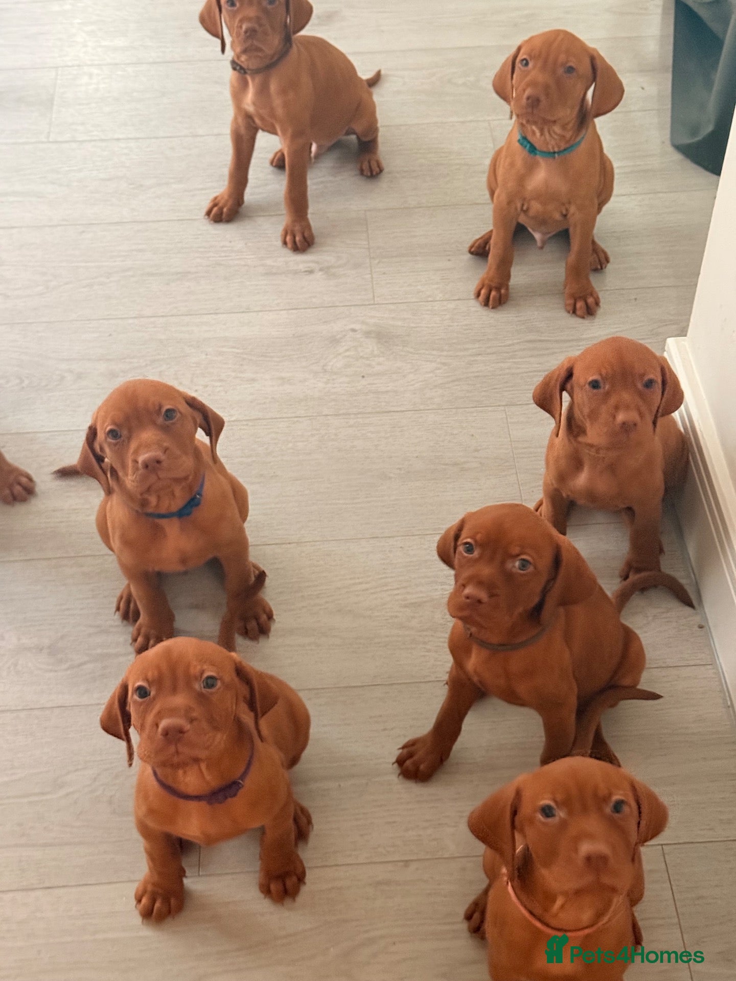 Hungarian Vizsla dogs for sale: Prime Pedigree Hungarian Vizsla Puppies - Advert 2