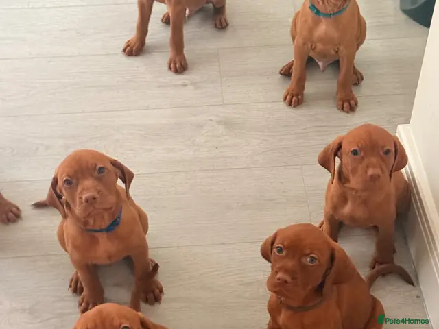 Hungarian Vizsla dogs for sale: Prime Pedigree Hungarian Vizsla Puppies - Advert 2
