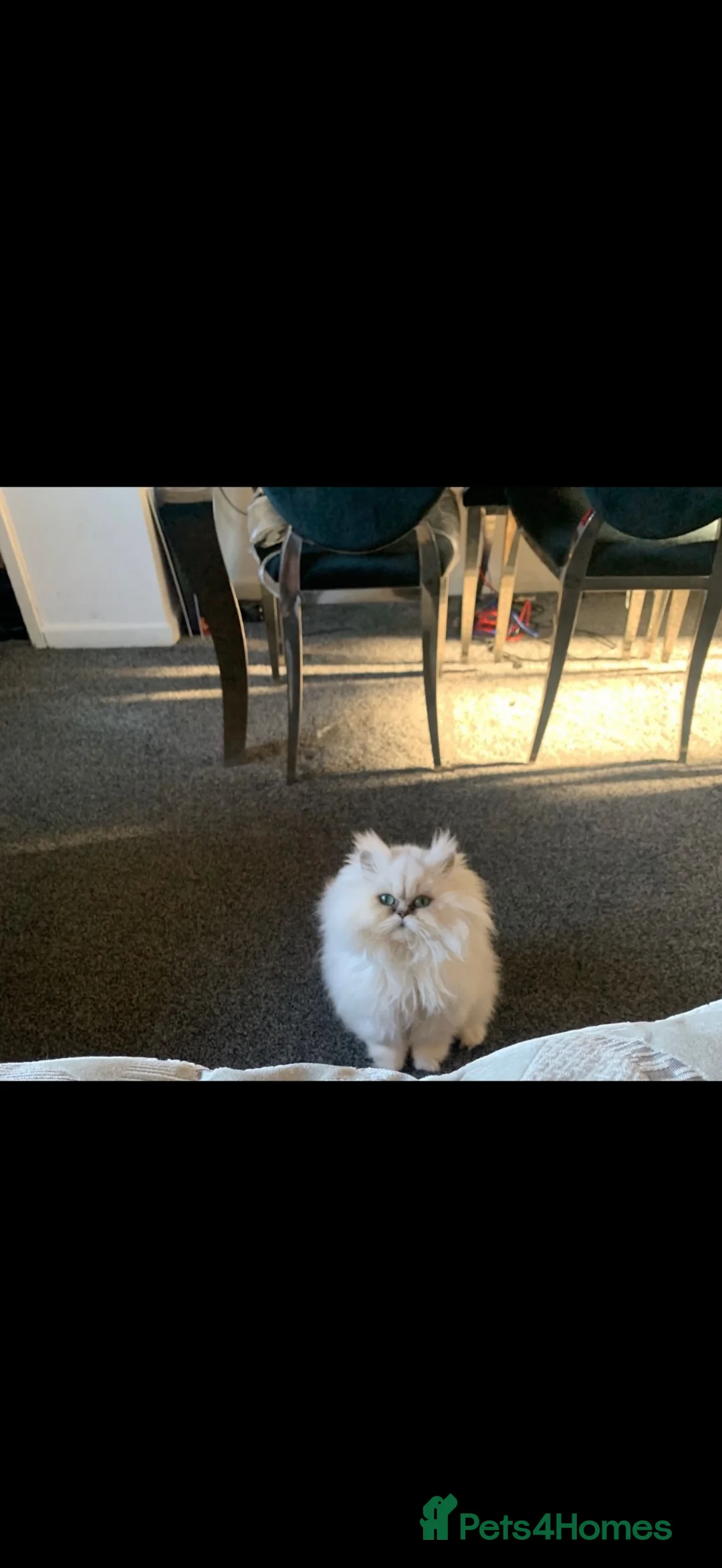 Persian cats for sale:     Stunning Pure Persian Kittens – Ready Soon in Northampton - Advert 11