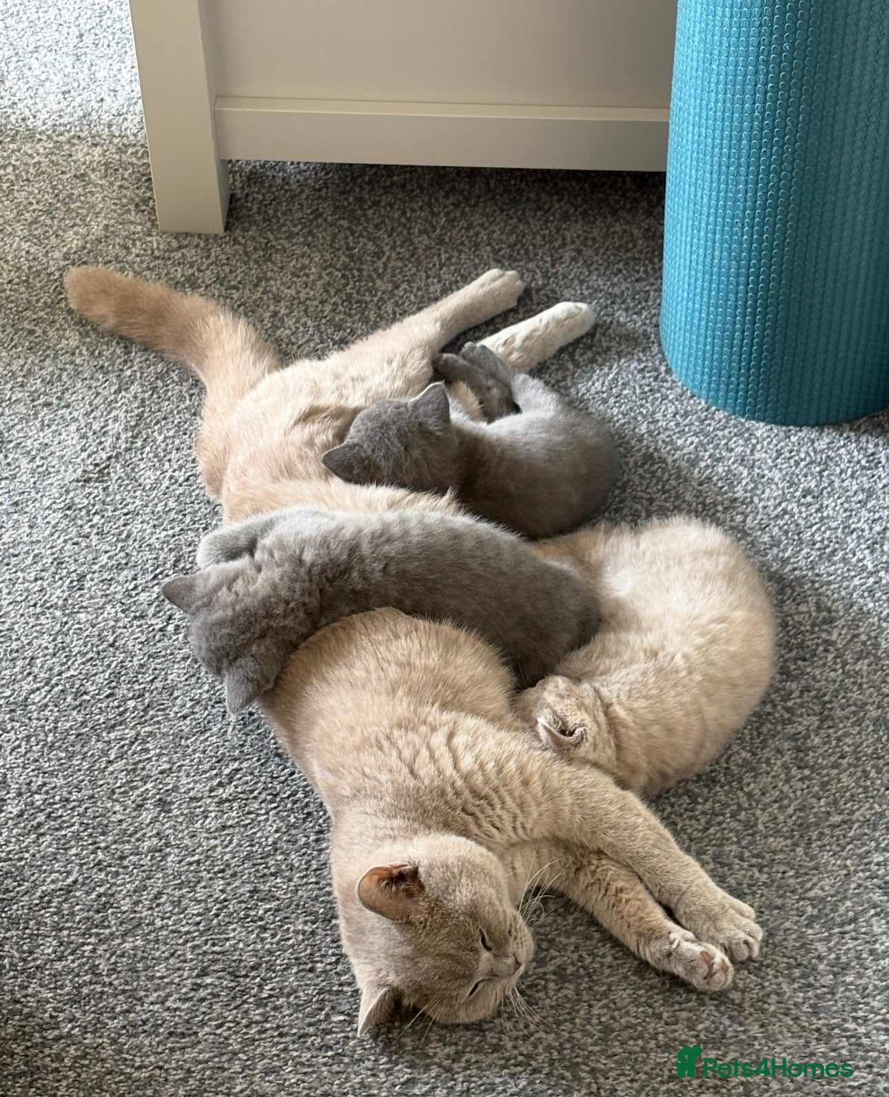 British Shorthair cats 💙Beautiful Blue British Shorthair Kitten💙 - Advert 2