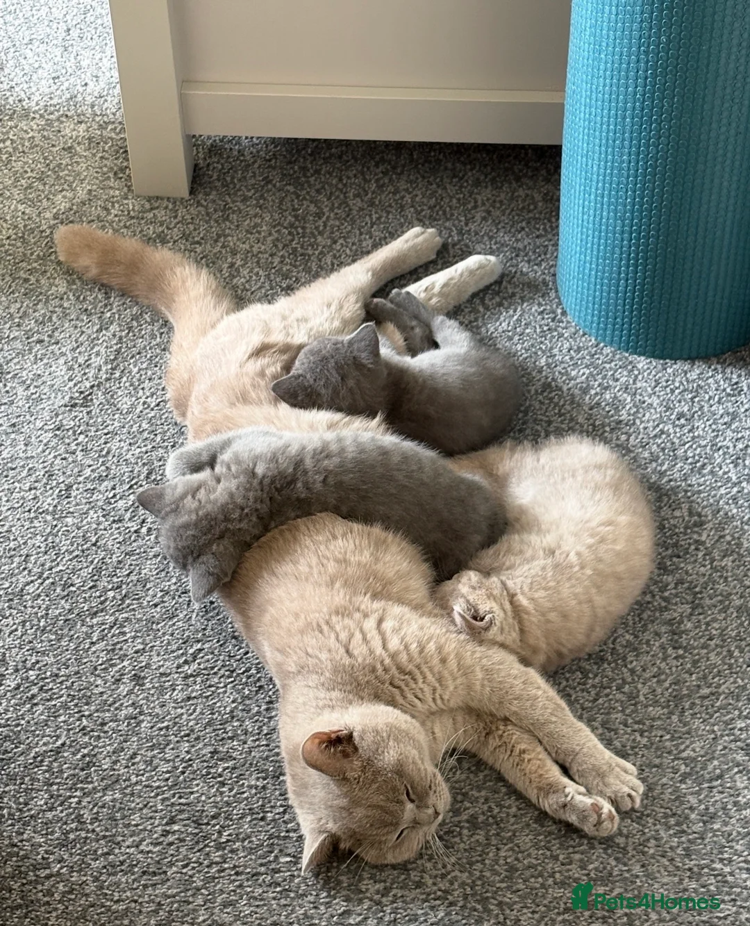 British Shorthair cats for sale: 💙Beautiful Blue British Shorthair Kitten💙 - Advert 1