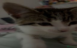 Mixed Breed cats for sale: 2 KITTENS FOR SALE - Image 2
