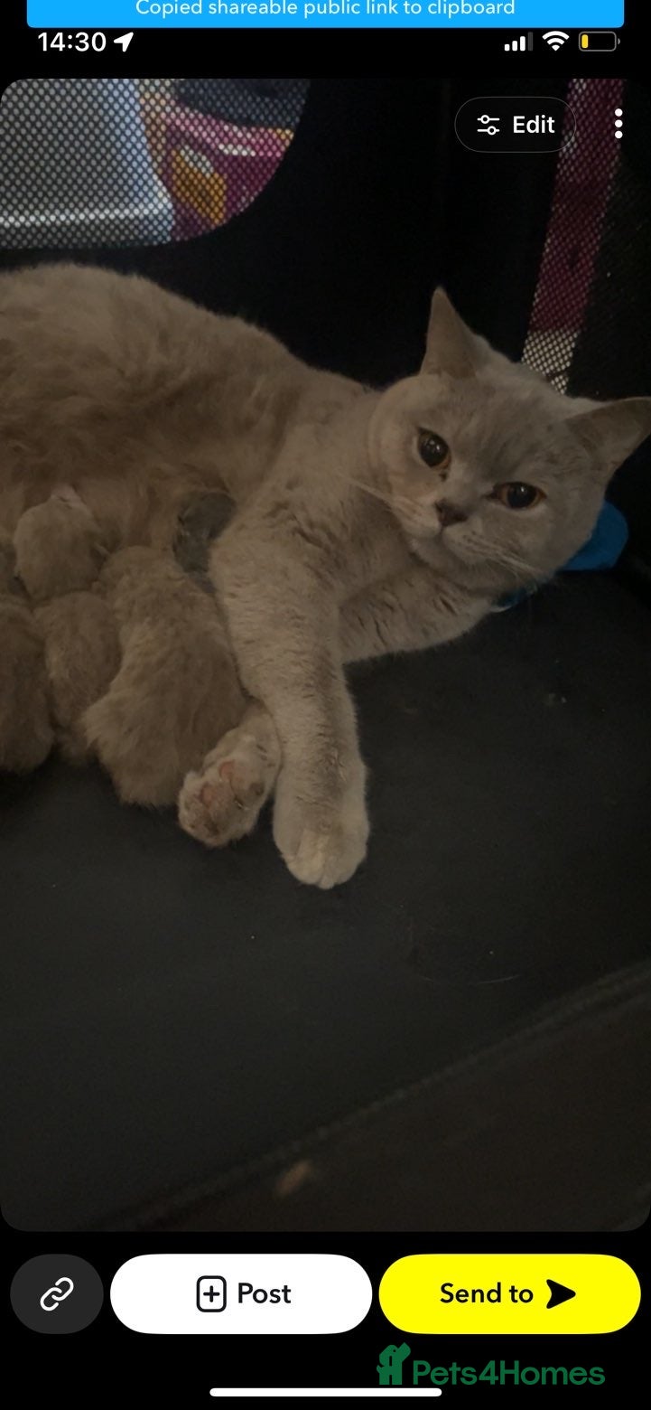 British Shorthair cats 🐾 British short hair kittens🐾 - Advert 2