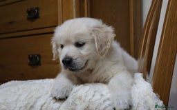 Golden Retriever dogs for sale: Out of DNA tested, kind & Champion bloodlines - Image 25