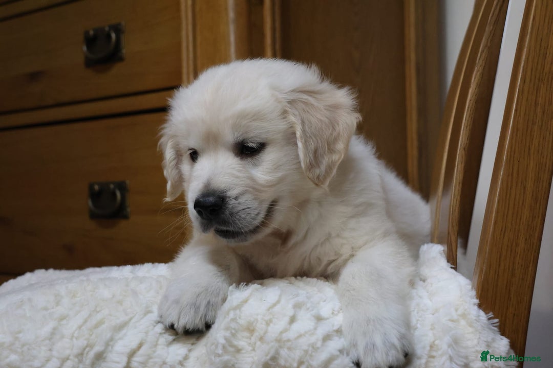 Golden Retriever dogs for sale: Out of DNA tested, kind & Champion bloodlines - Image 25