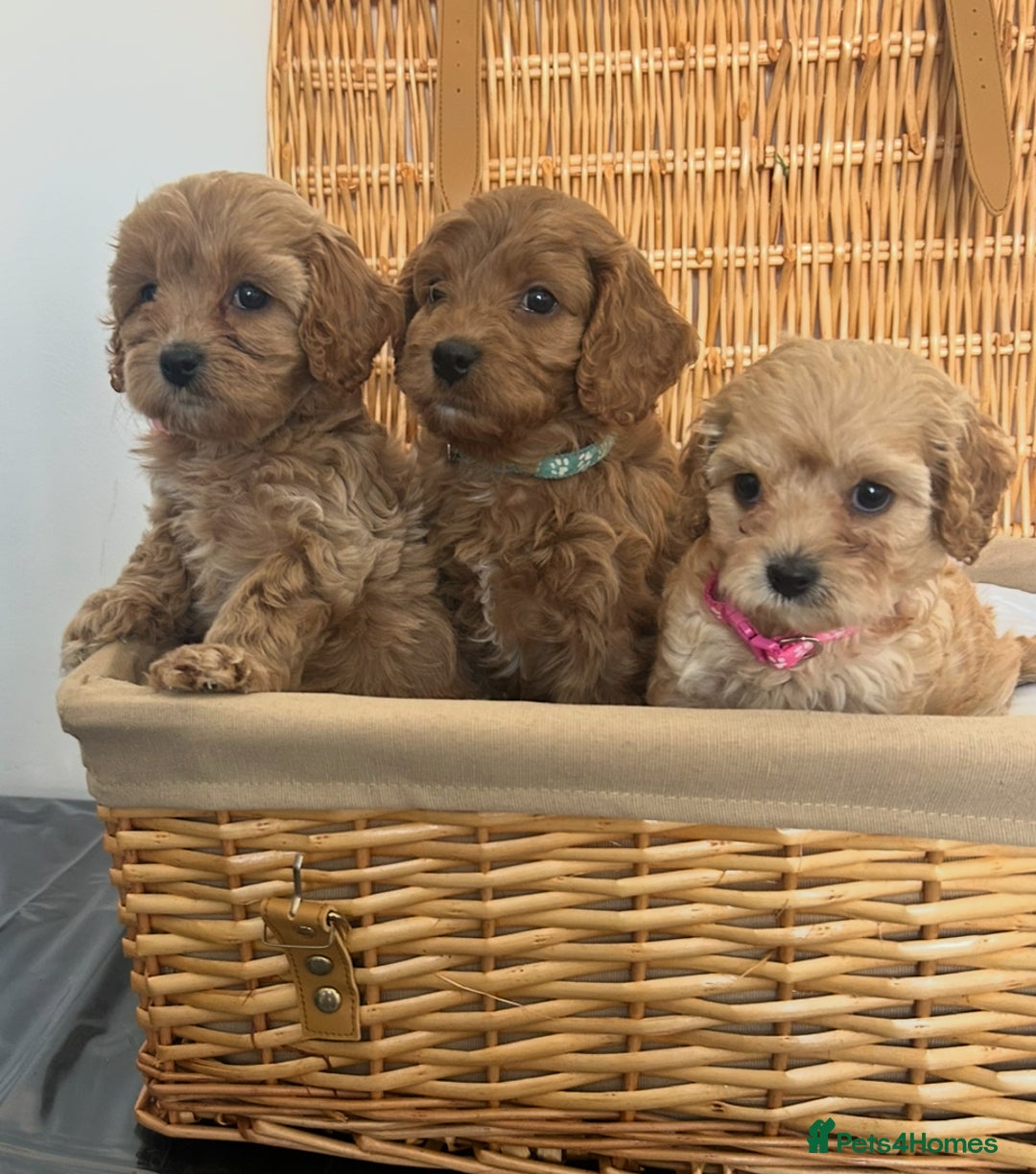 Cavapoo dogs for sale: Stunning, F1 Cavapoo fully health tested parents  - Image 24