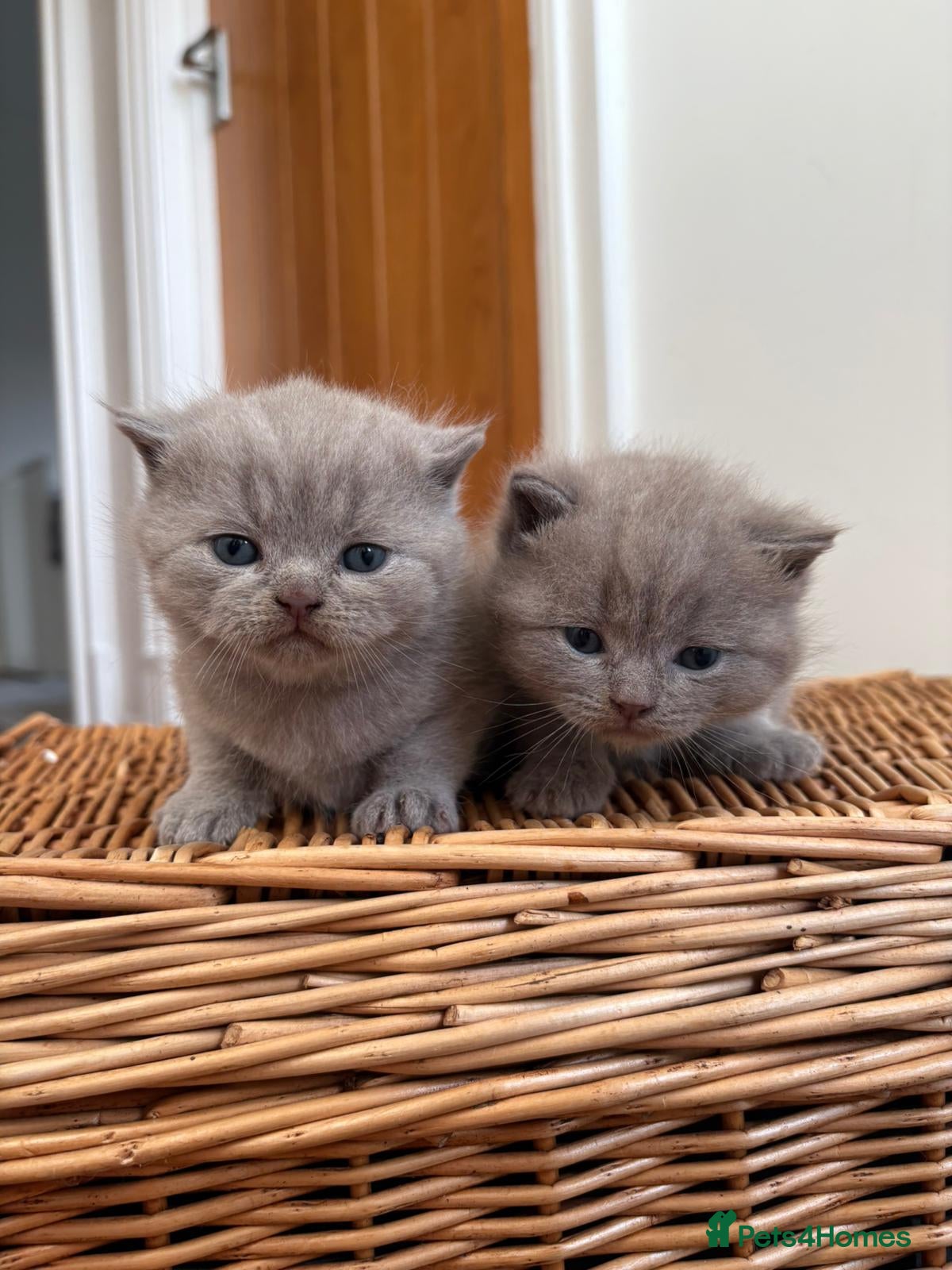 Scottish Fold cats Beautiful Scottish fold kittens  - Advert 1