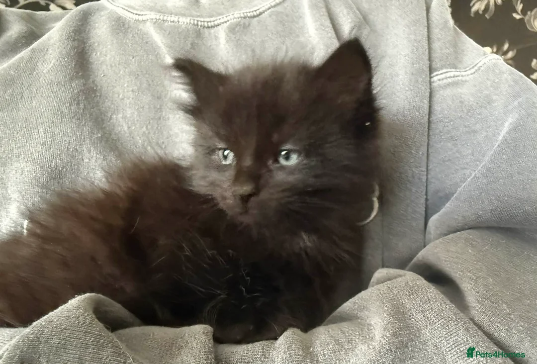 Mixed Breed cats for sale: Kittens for Sale 🐾 - Advert 1